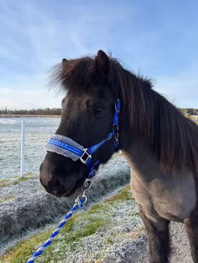 Grimma Horse Unique - Royalblå/Grå