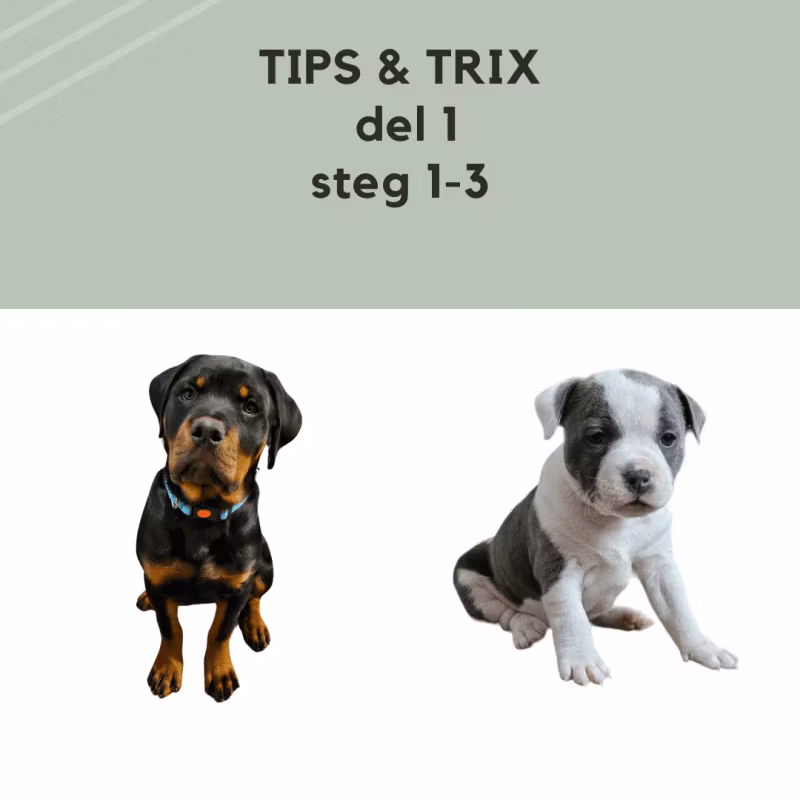 DEL 1 Tips & Trix - inför att valpen kommer hem!