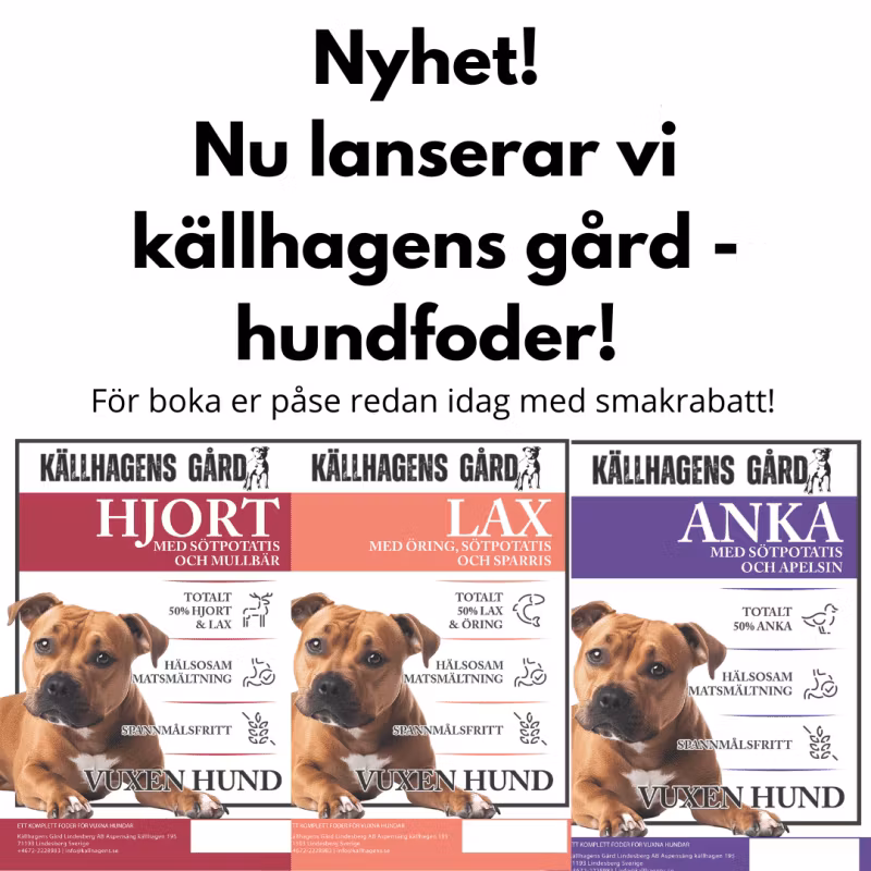 Foder djungel - vad är egentligen bra för min hund?