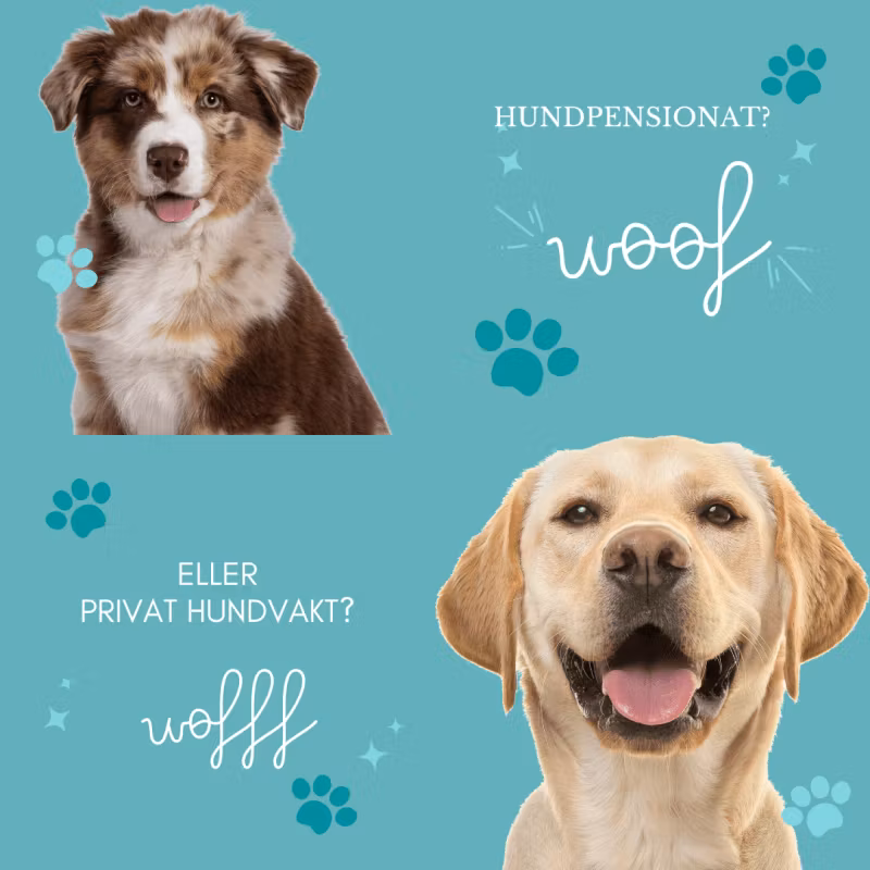 Hundpensionat VS Privat person?