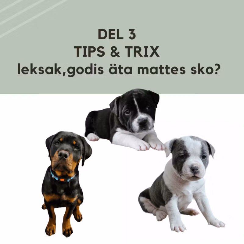 DEL 3 Tips & Trix