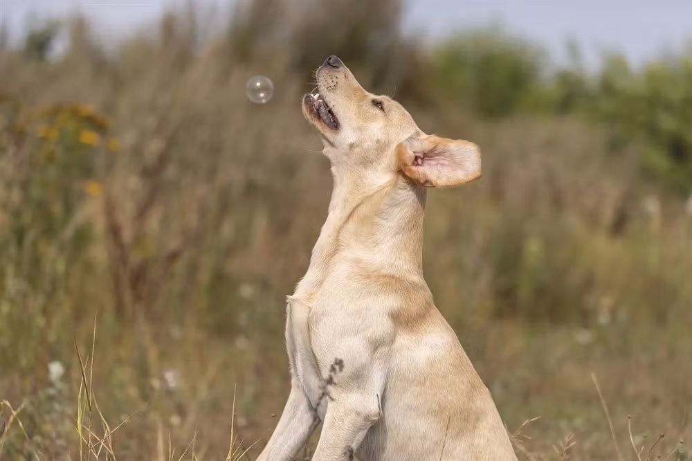 Baconbubblor! kommer bli din hunds favorit!