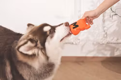 Power Chew