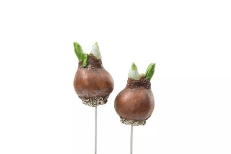 Blomsterlök stick, 6 cm