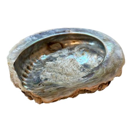 Snäcka Abalone Medium ~13-14cm