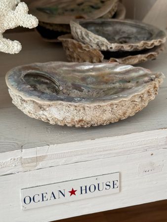 Snäcka Abalone Medium ~13-14cm