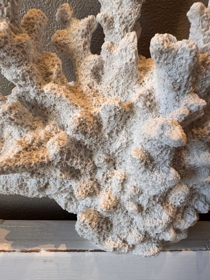 Korall Poly Vit 26x6x18,5cm