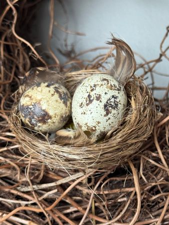 2 st Fågelbo Vaktelägg Stick 6 cm