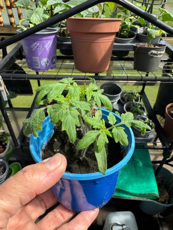Tomatplantor Moneymaker