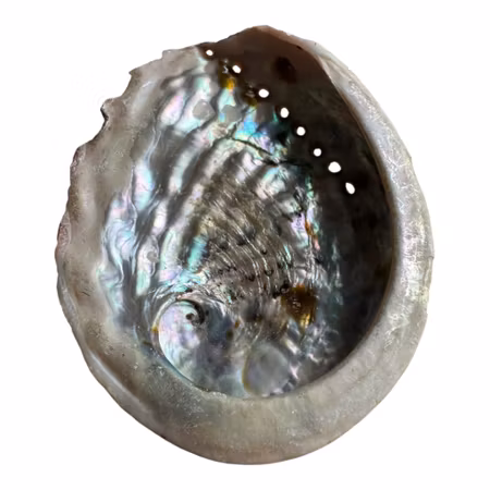 Äkta Abalonesnäcka 9,5x8 cm