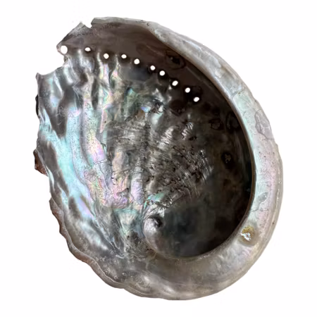 Äkta snäcka Abalone 11,5x9,5 cm