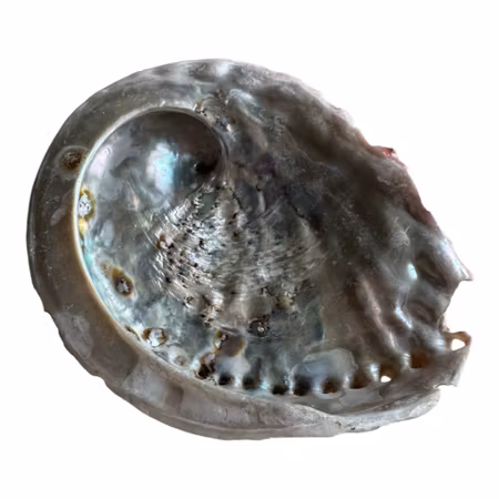 Äkta snäcka Abalone 11,5x9,5 cm