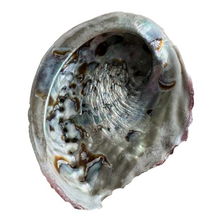 Äkta snäckskal Abalone 13,5x11 cm