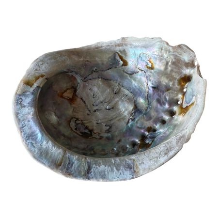 Abalone snäcka 12,7x10 cm
