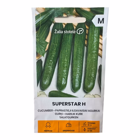 Slanggurka ‘Superstar H’ F1 – exklusiv gurkplanta
