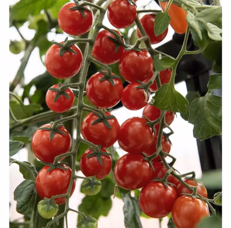 Körsbärstomat Charmant F1
