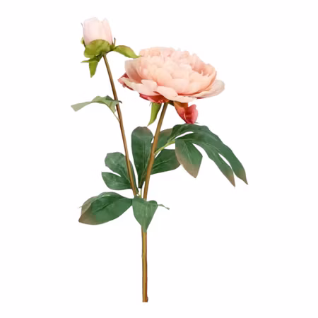 Rosa Piondröm