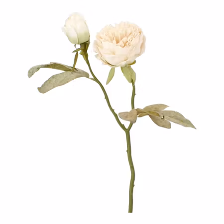 Krämvit pionkvist – 50 cm