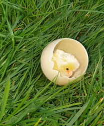 Mini ägg med vickande kyckling