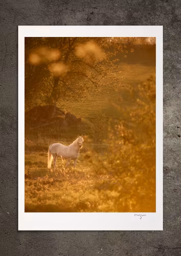 Fålen och solen, fotoprint
