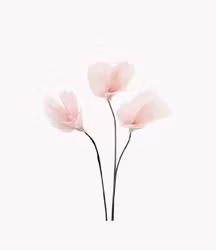 Fjäder Trådad Blom Ljusrosa