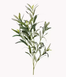 Konstväxt Olivkvist