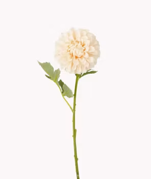 Konstväxt Dahlia Aprikos