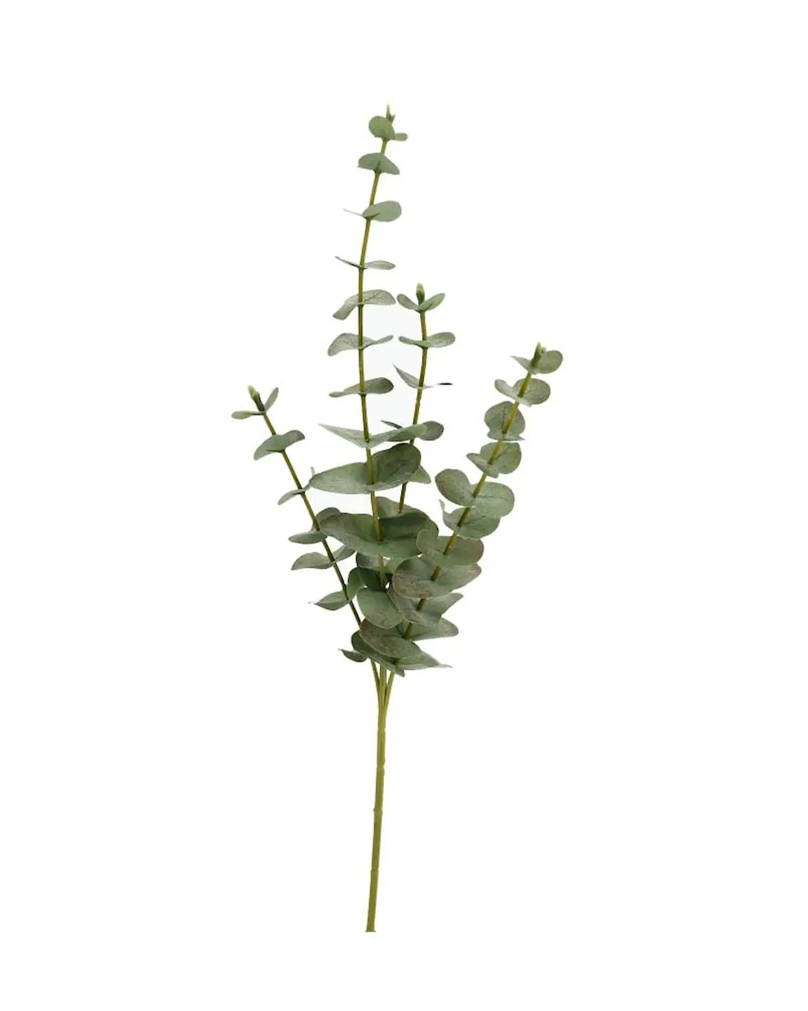 Konstväxt Eukalyptus Grön