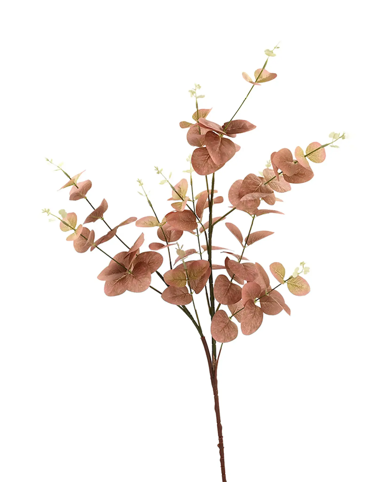 Konstväxt Eukalyptus Mattrosa