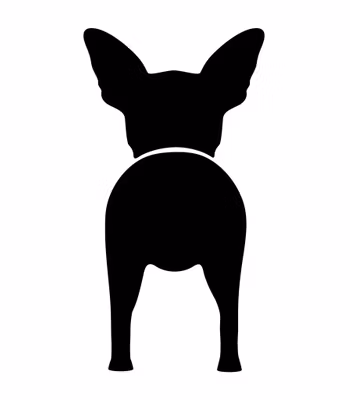 Bånd\seleholder Chihuahua