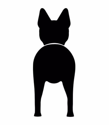 Bånd\seleholder Belgian Malinois
