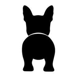 Bånd\seleholder Boston Terrier