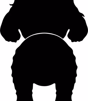 Bånd\seleholder Maltipoo