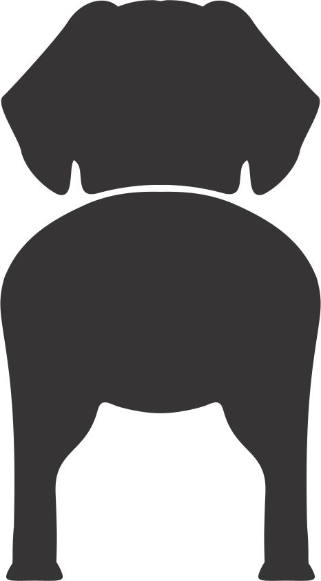Bånd\seleholder Tibetansk Spaniel