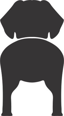 Bånd\seleholder Tibetansk Spaniel