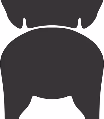 Bånd\seleholder Tibetansk Spaniel