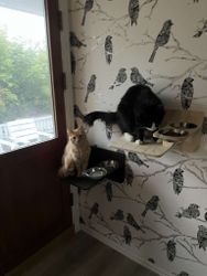 Matestasjon for katt for veggmontering.
