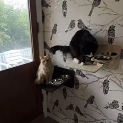 Matestasjon for katt for veggmontering.