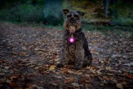 Dogman Blinklampa Burger LED -Orange