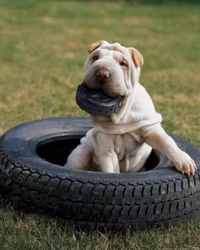 KONG Tyres Extreme M/L