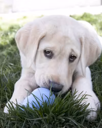 KONG Puppy S