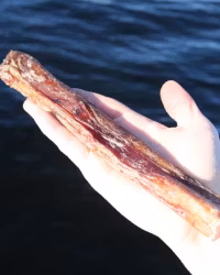 TassaFritt Tjurmuskel 20cm Hundgodis