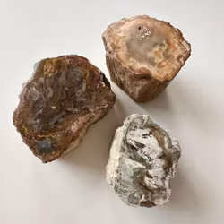 Förstenat trä stubbe