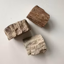 Förstenat trä stubbe