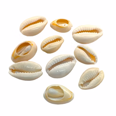 Naturliga snäckor 10 st