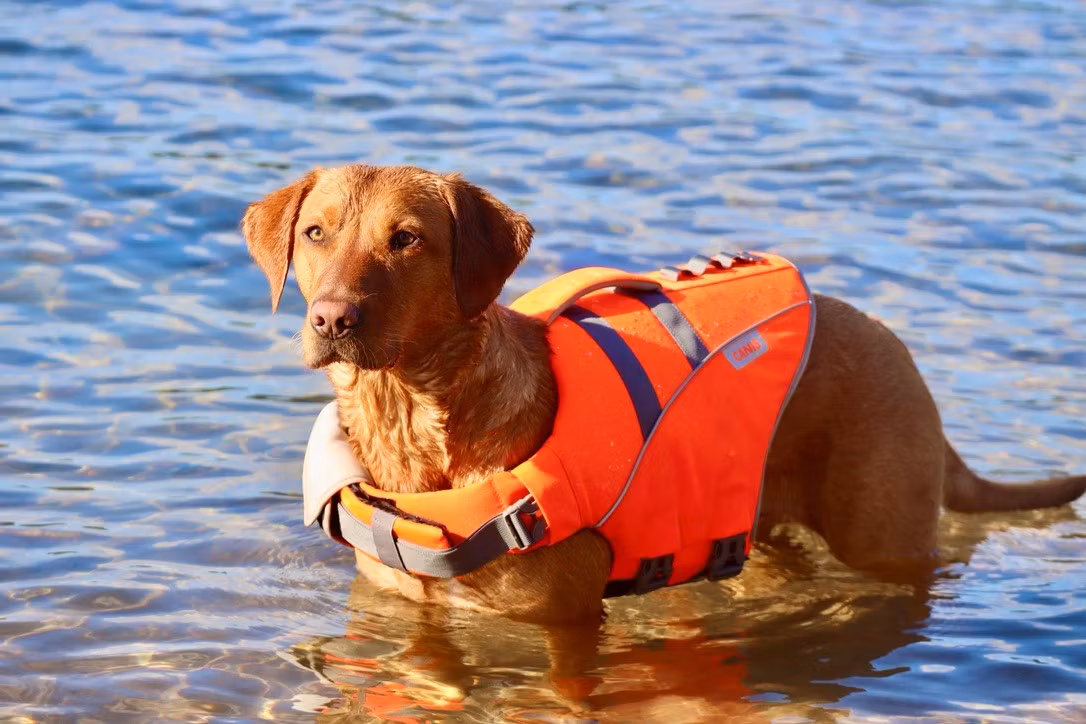 Active Canis Life Jacket