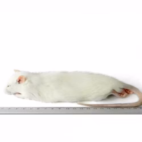 Råtta 250-350 gram