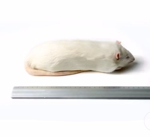 Råtta över 450 gram