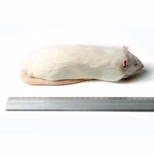 Råtta över 450 gram