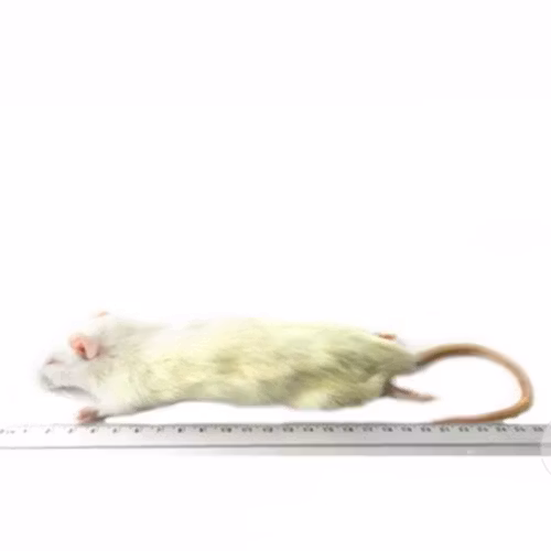 Råtta 90-150 gram